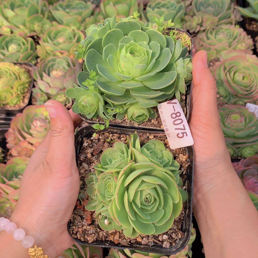 8075会掉侧芽c g h b