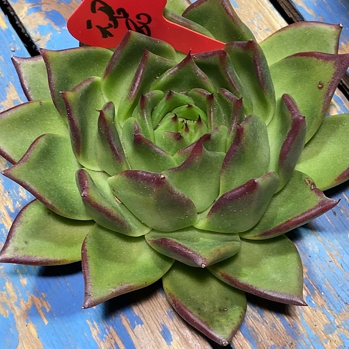 德***德福利原始天君14        