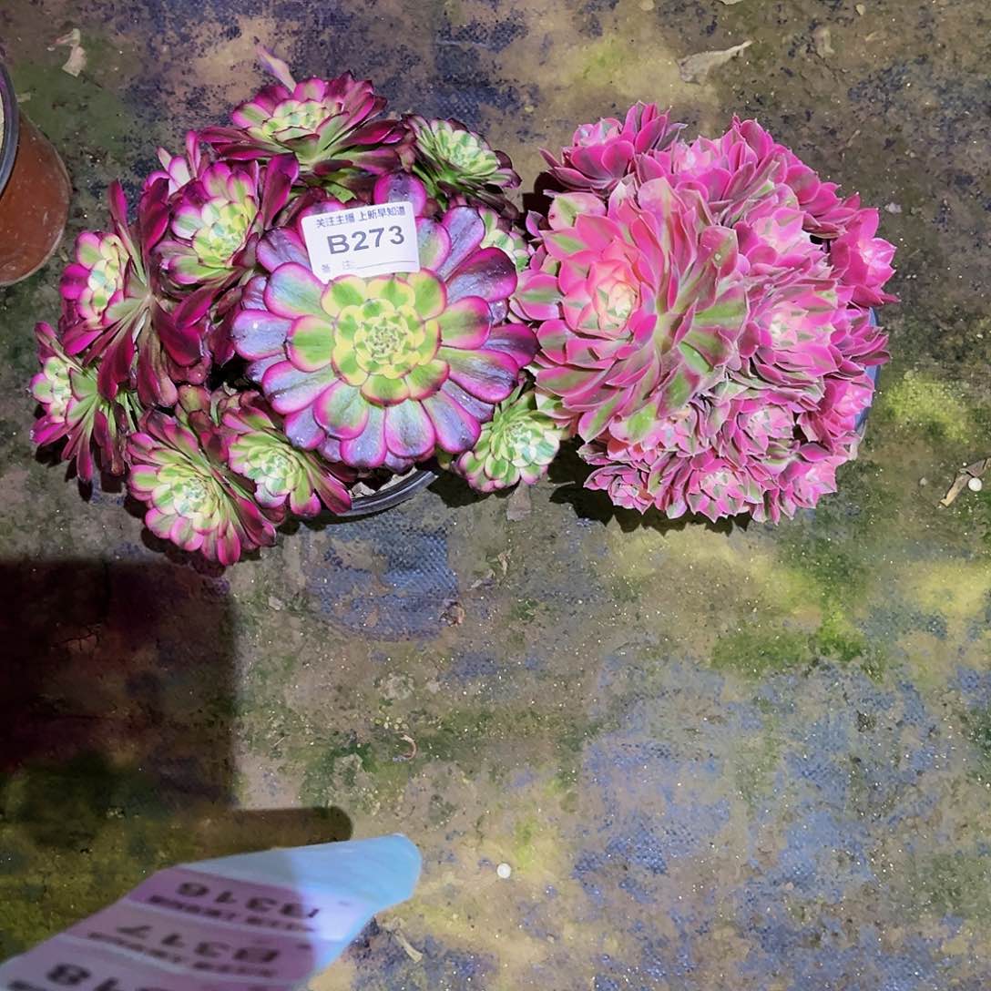 多肉植物273维纳斯，粉女巫