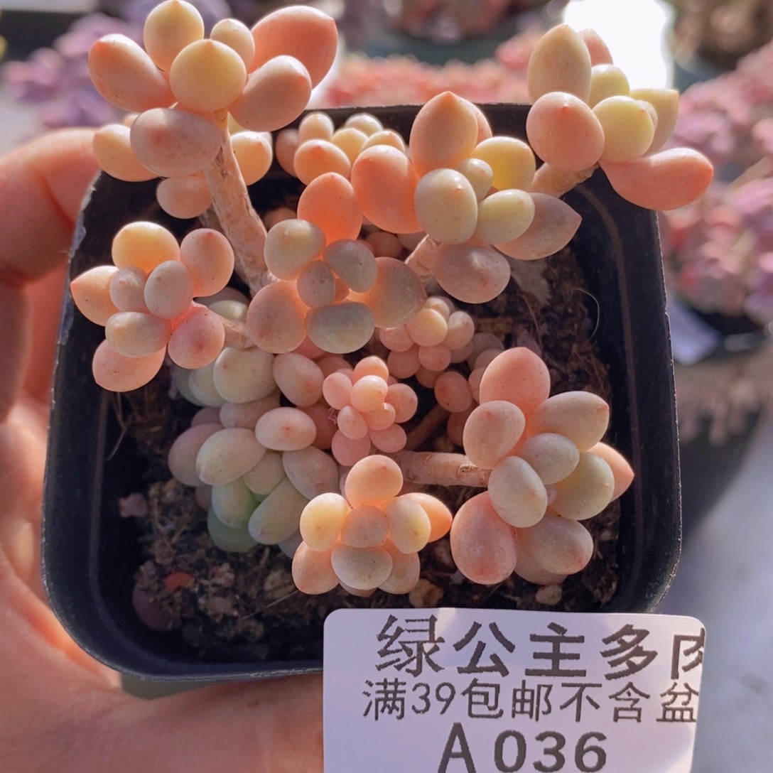 鱼子酱6cm036多肉植物