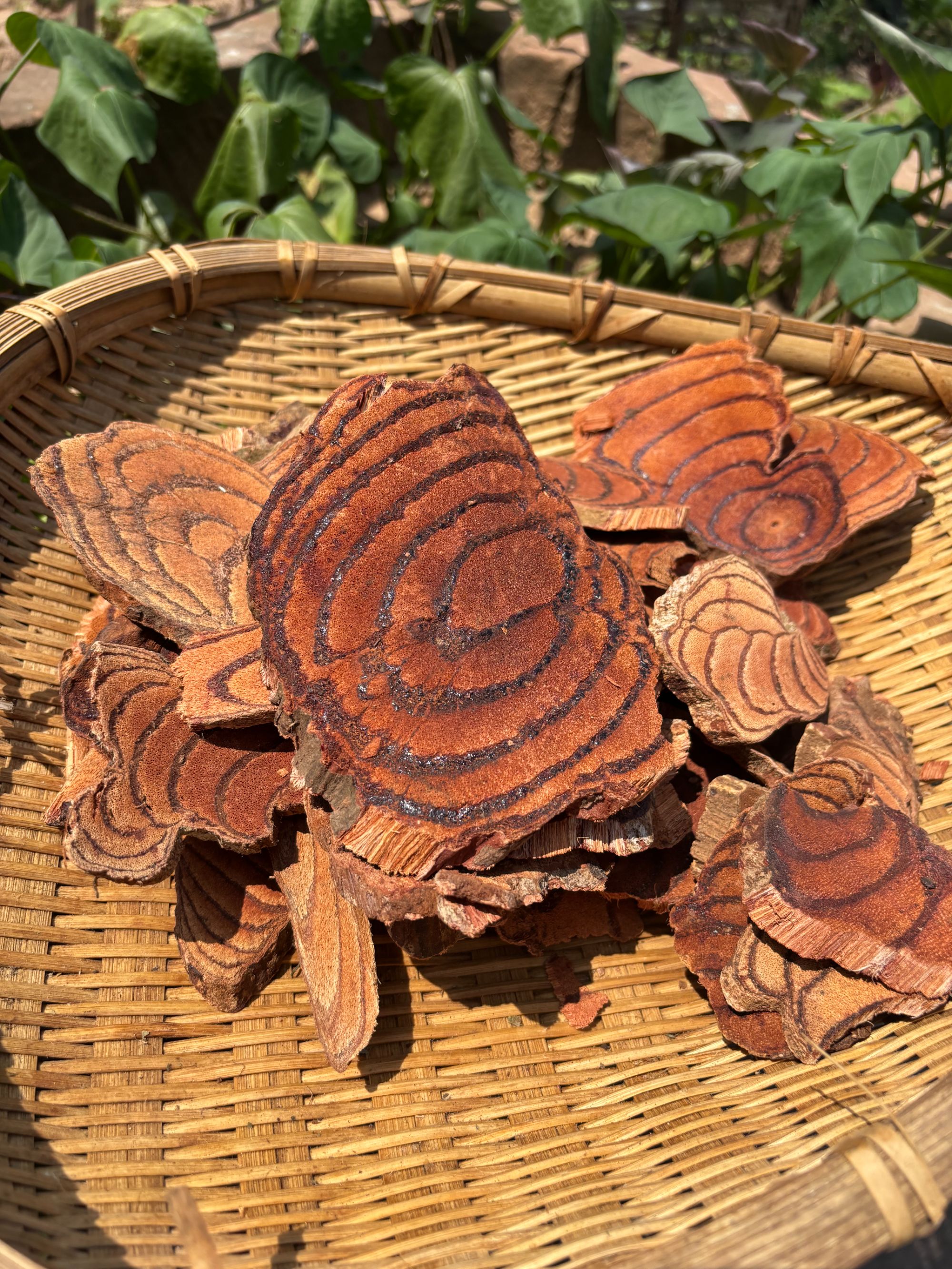 谢大妹山货（晒干鸡血藤）正品老藤纯野生特级大片