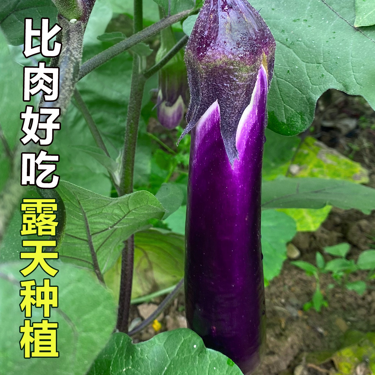 湖南邵阳本地露天土茄子 现摘现发 100%不打保鲜防腐药 软皮超香