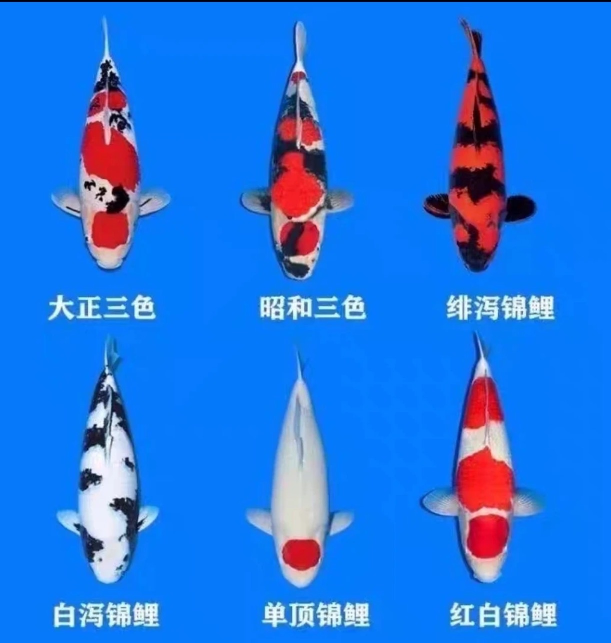 观赏鱼锦鲤包开箱售后