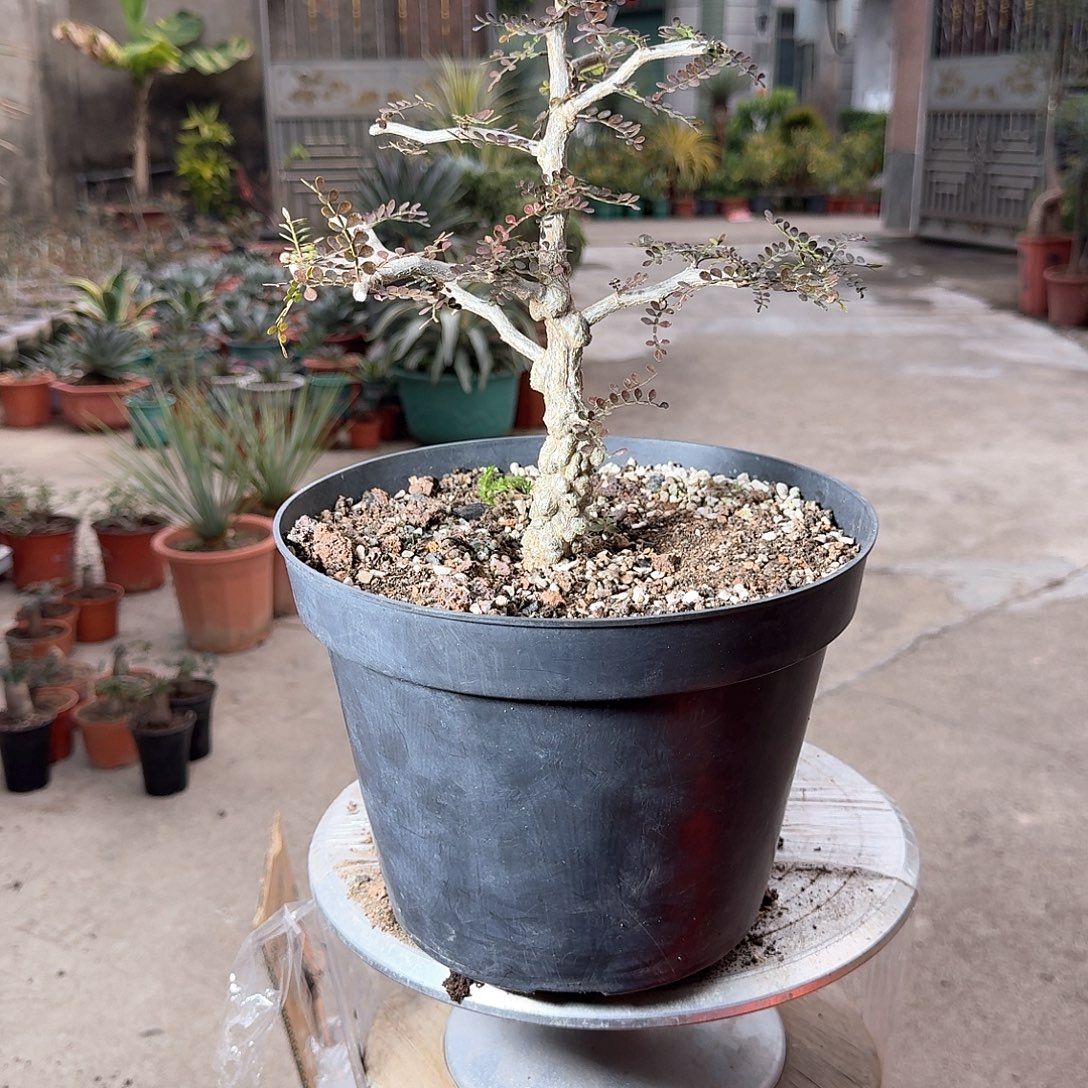 可***、无花朵根插象足漆树一一