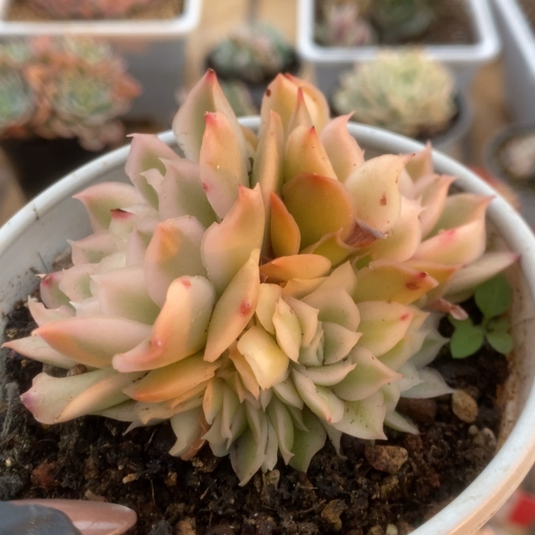 576紫蝴蝶锦锦锦锦锦华