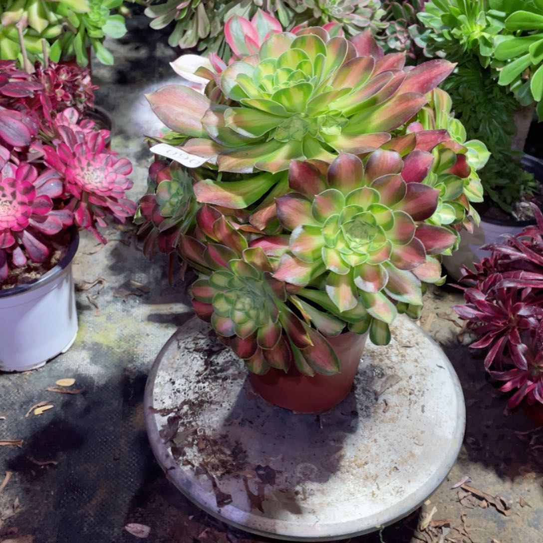 多肉植物韶华060