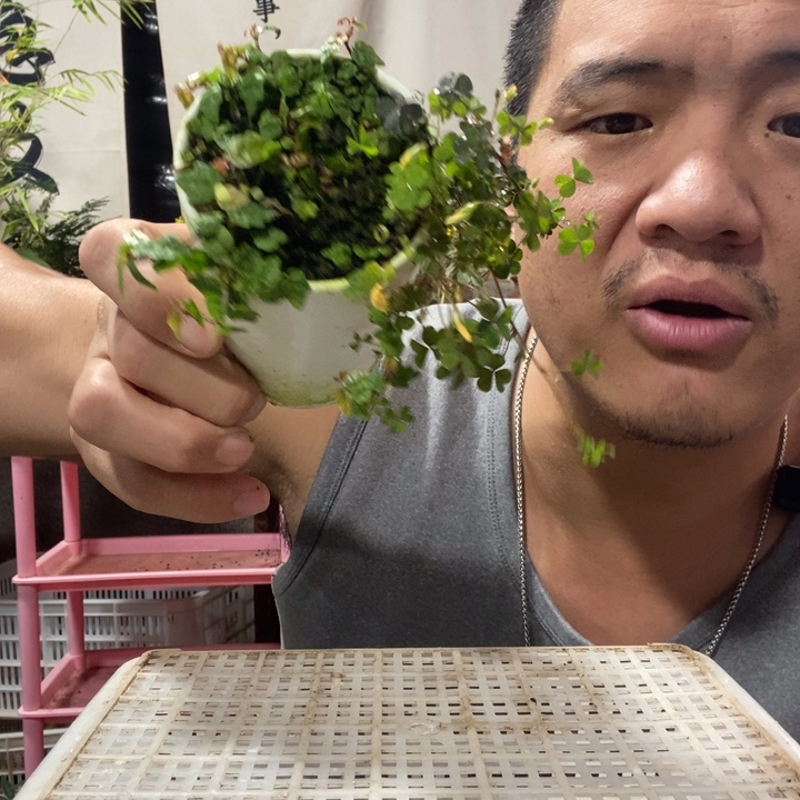 以实际为准盆景绿植盆栽107