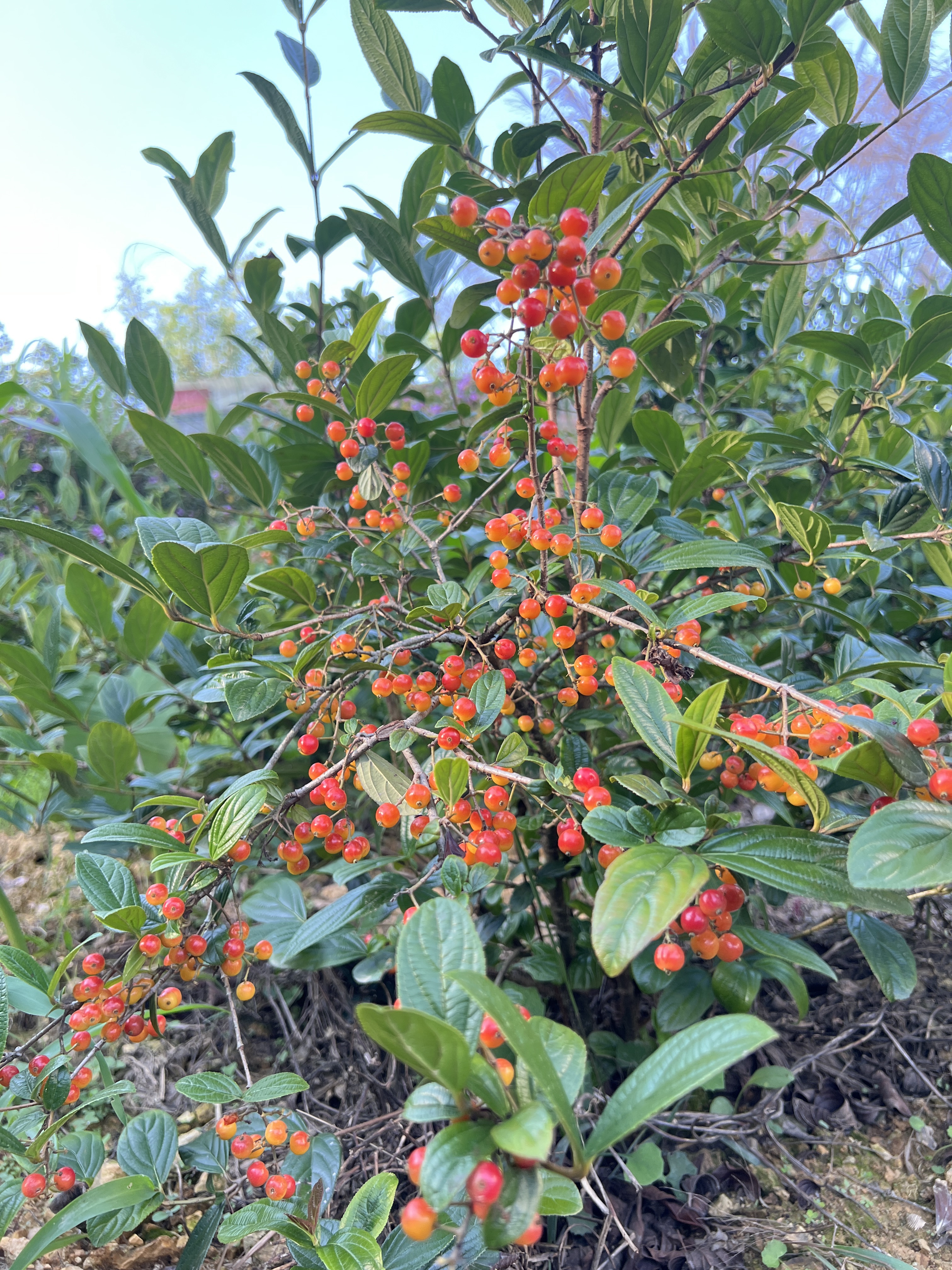 拐子树 鲜品富含维生素、矿物质及膳食纤维、维生素C