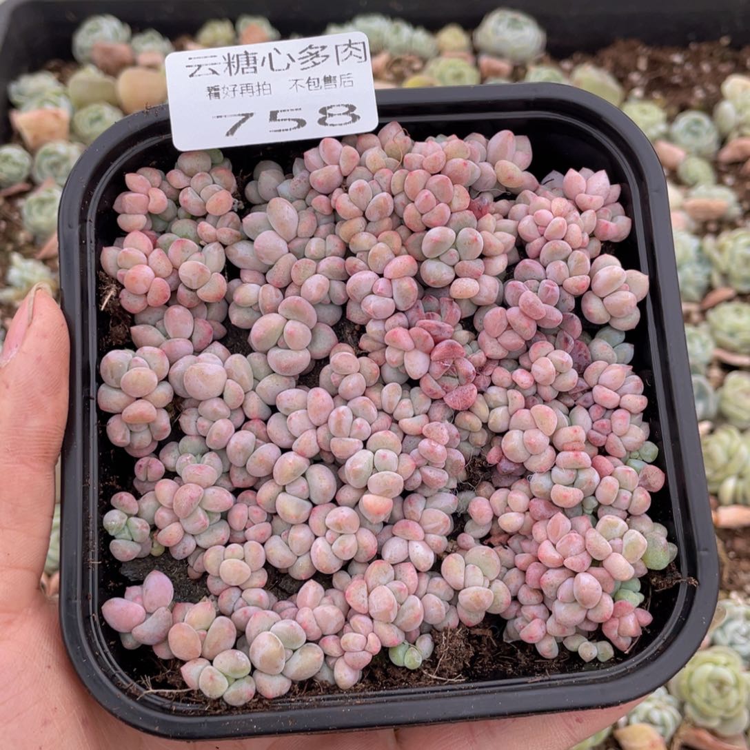 云糖心多肉植物758
