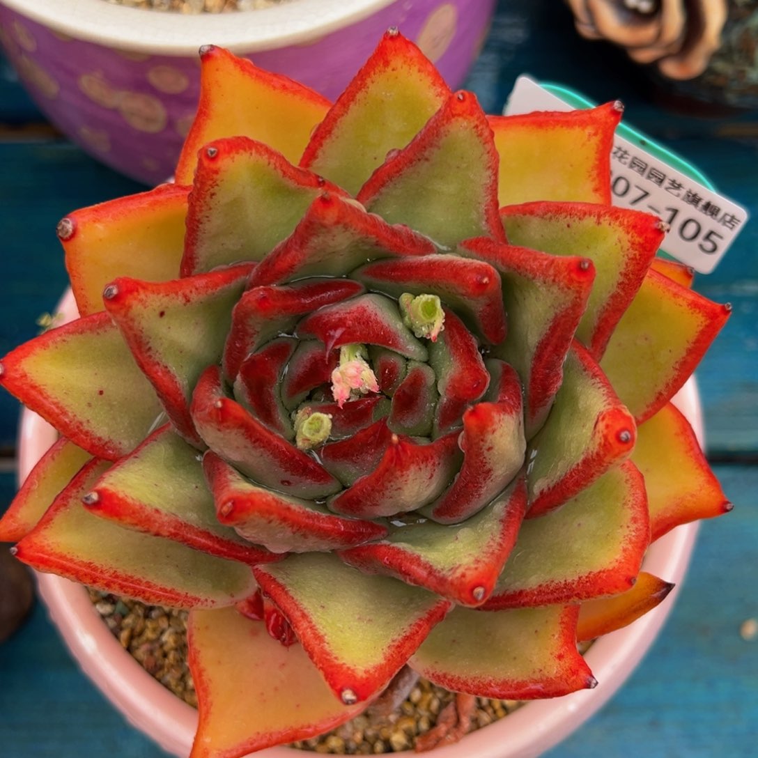 从前慢多肉精选编号0307.105黄金粉