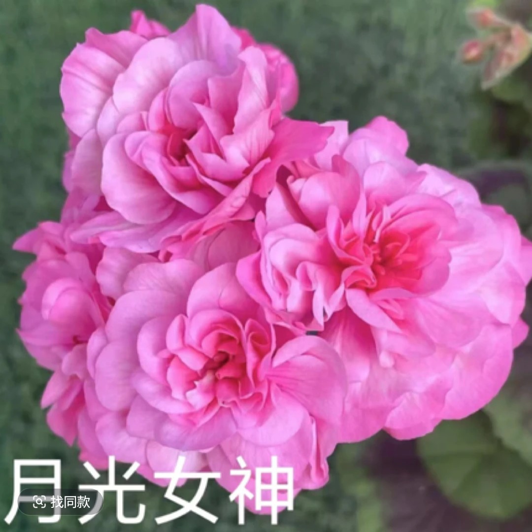 【月光女神】小苗矮株大花球勤花耐热天竺葵重瓣低于零下2度拍保温