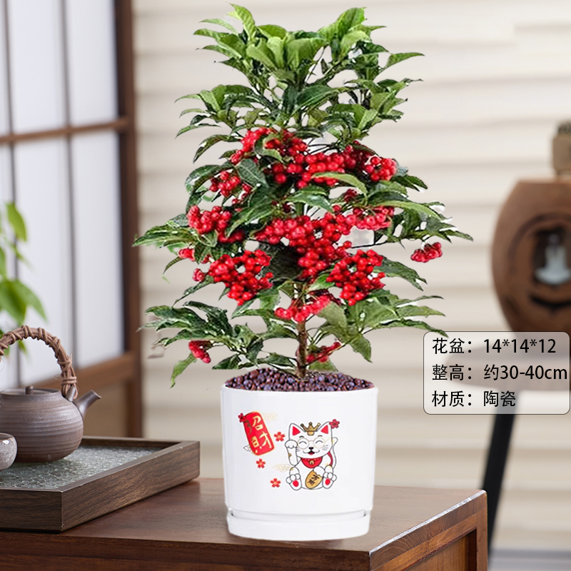 【带果发货】富贵籽盆栽室内耐阴四季好养植物观果喜庆乔迁送礼绿植