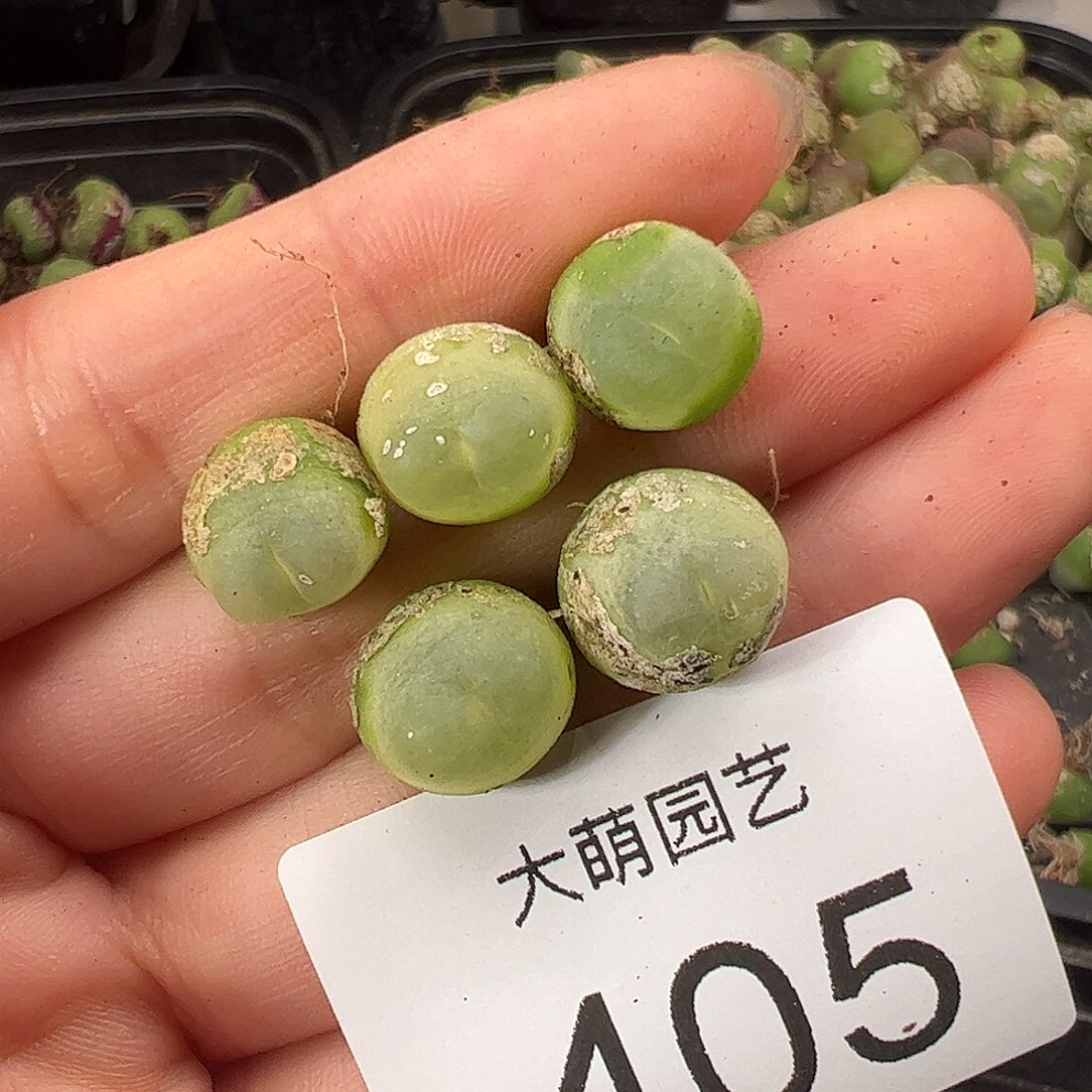 一物一拍             405