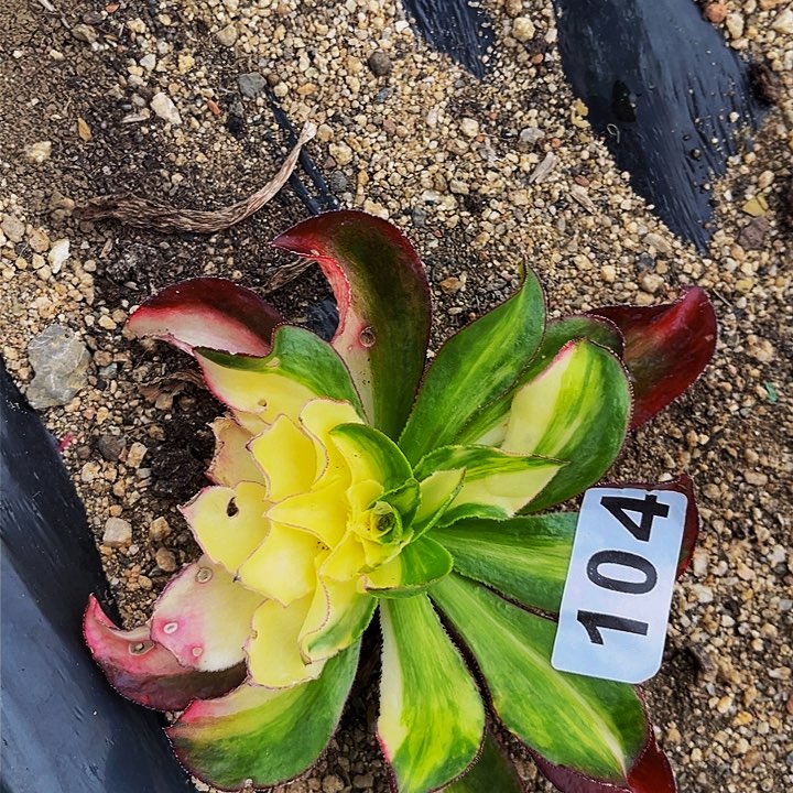104魅影七彩变异多肉植物