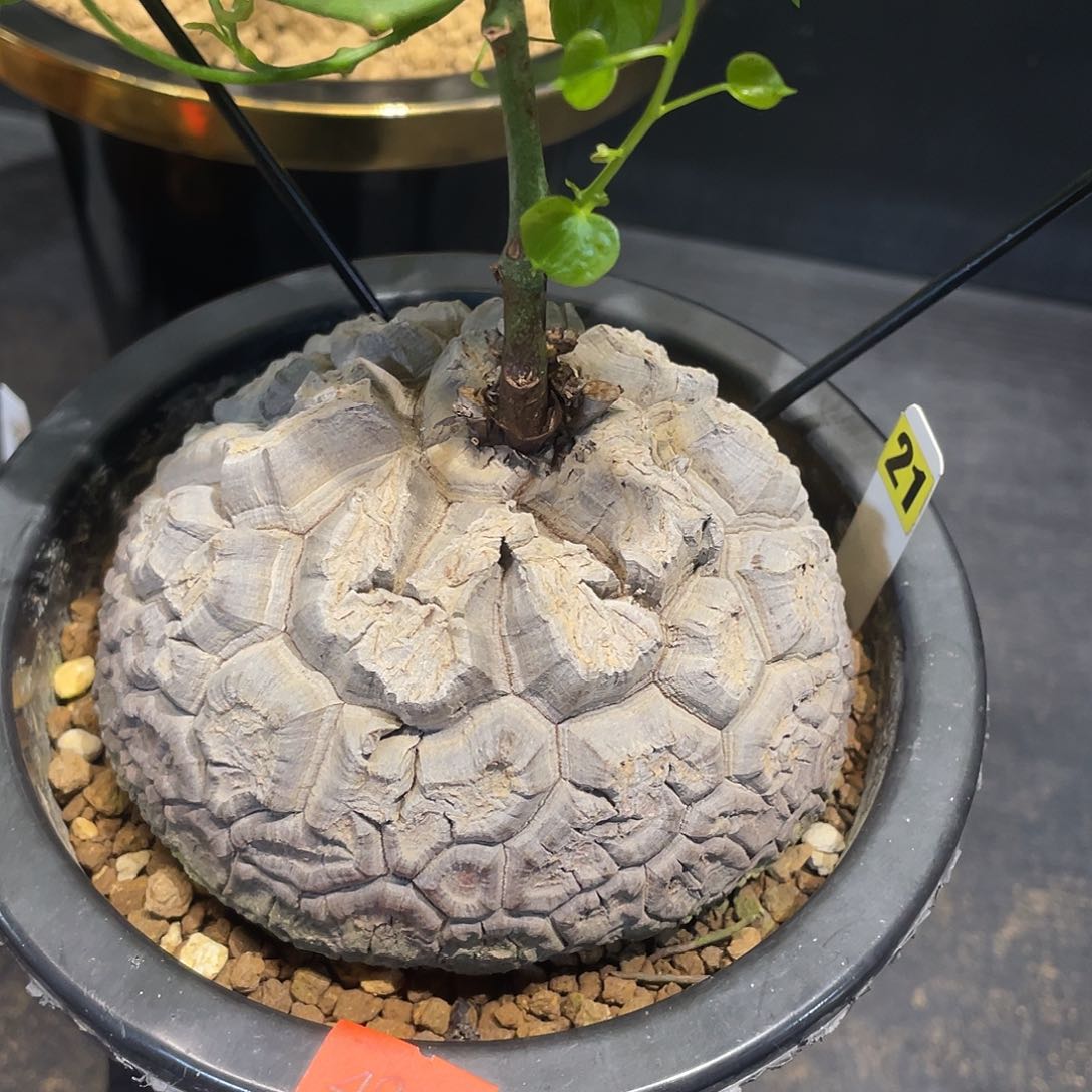 21号龟甲龙10.7公分不退不换