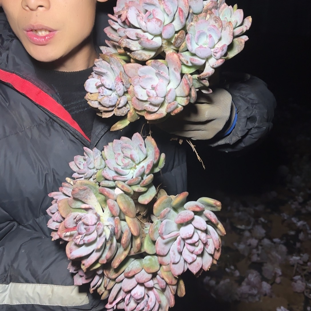 地栽灰姑娘多肉2棵