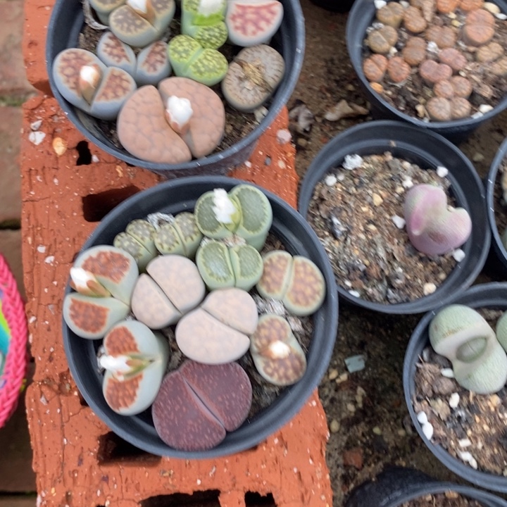 冰***_生石花等植物的生长800