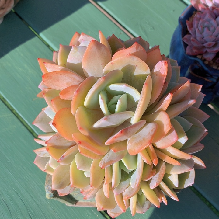 抹茶老庄无砍自然群