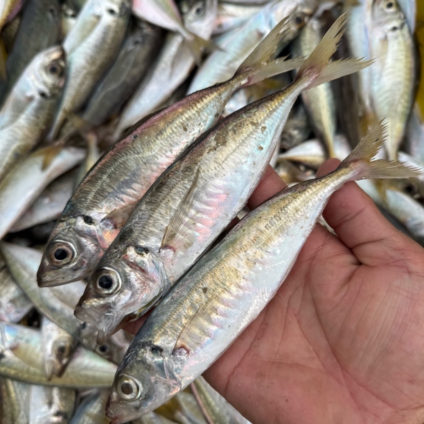 野生新鲜巴浪鱼香煎清蒸