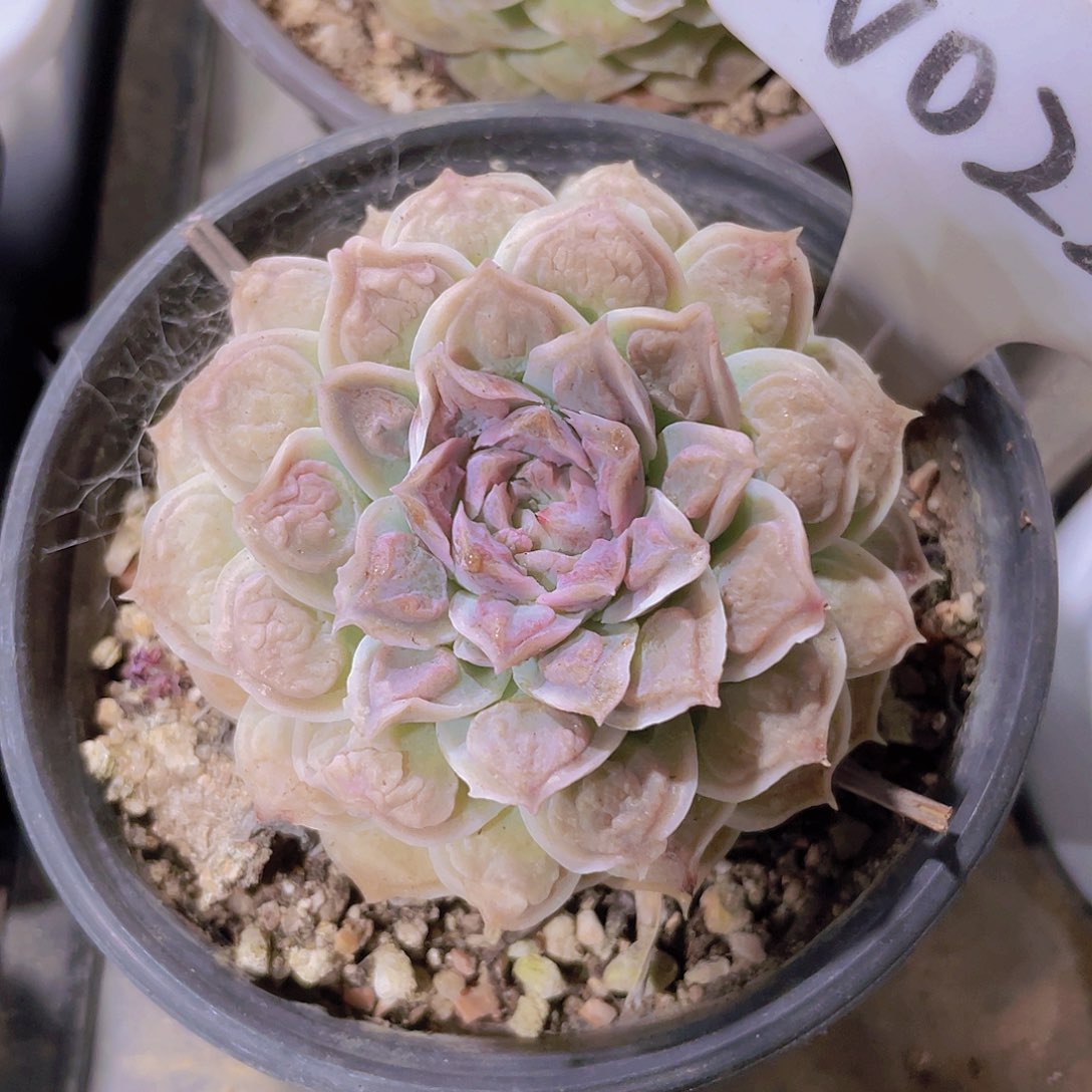 留財w022一物一拍