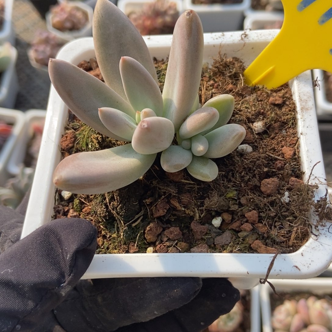 913哥特多肉植物保护