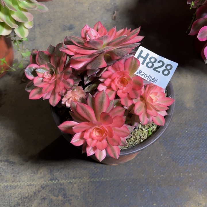 瑞妈，，，。。。828黑膜锦，