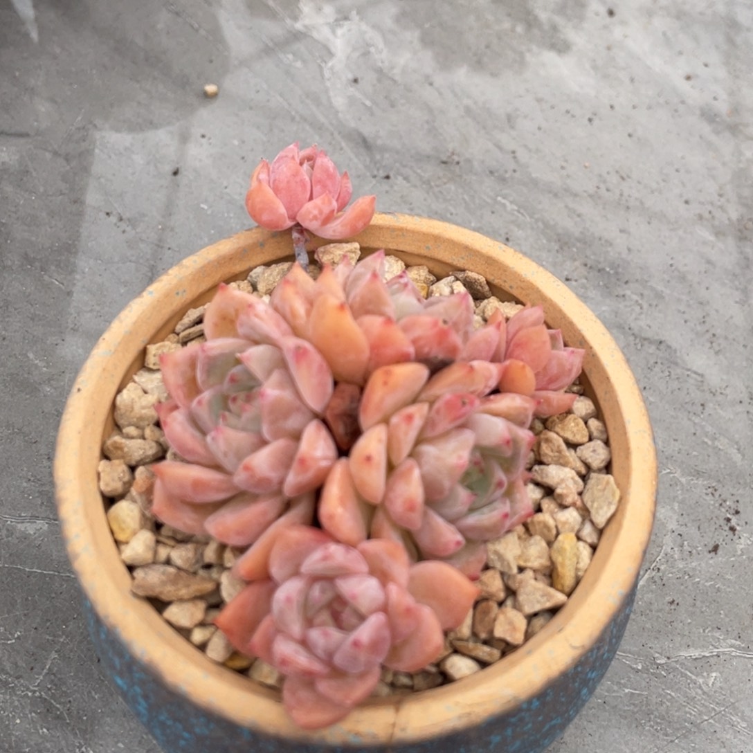 雪魄小脸群生8公分以上