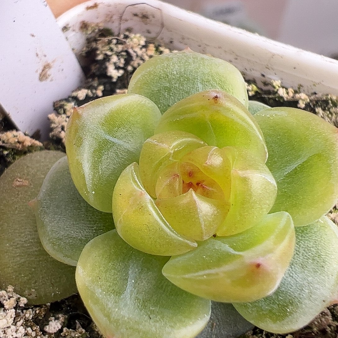 小花朵。          
