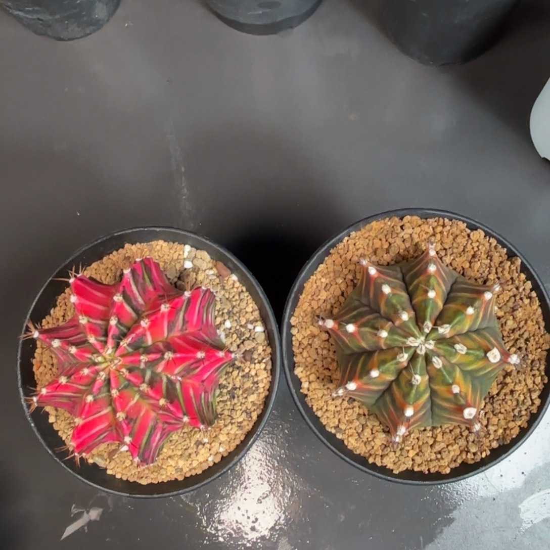 泰系米哈实生组合1288