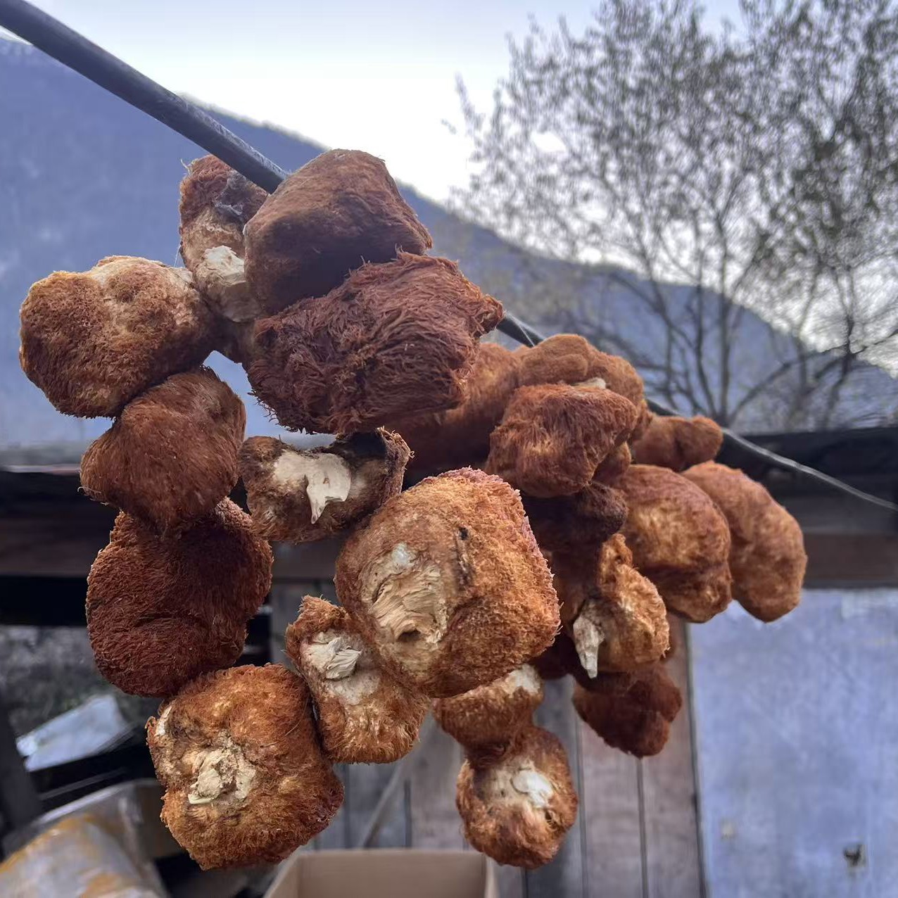 【小明西藏收货】波密猴头菇 西洋参西洋参 统货