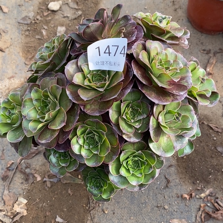 魅金多肉断头不包1474