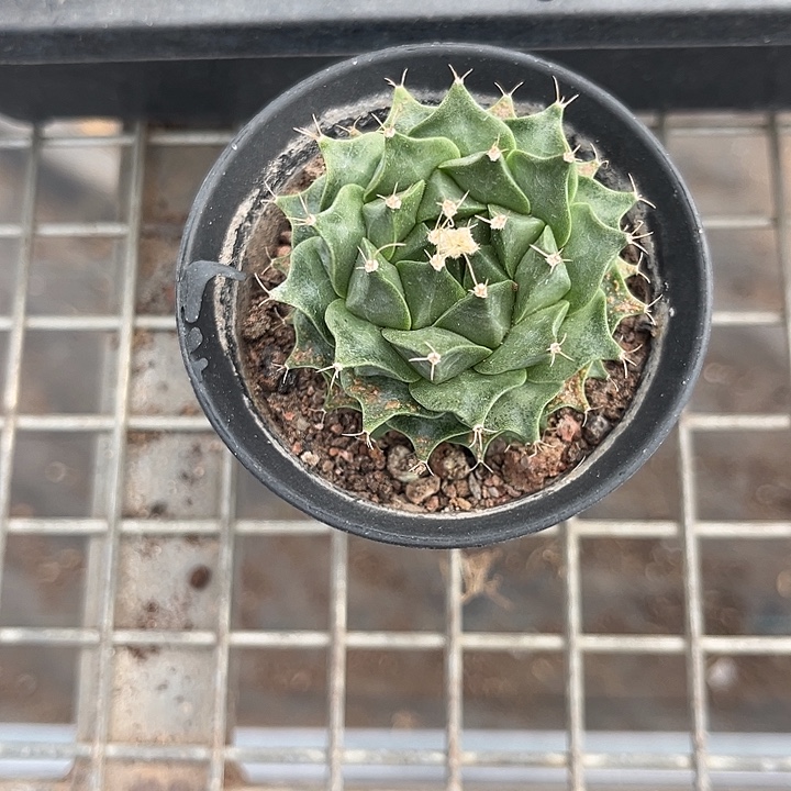 茵***我也不知道我为什么要这样