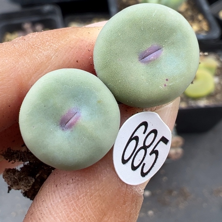 685号这颗多肉有点好看