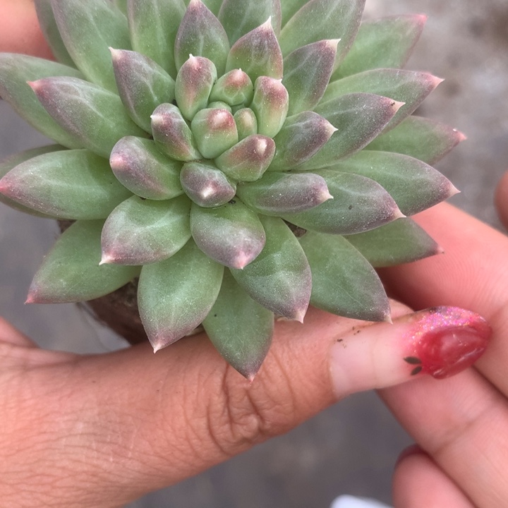 乌拉克拉。（满9.99包邮不满9.99发空盆）