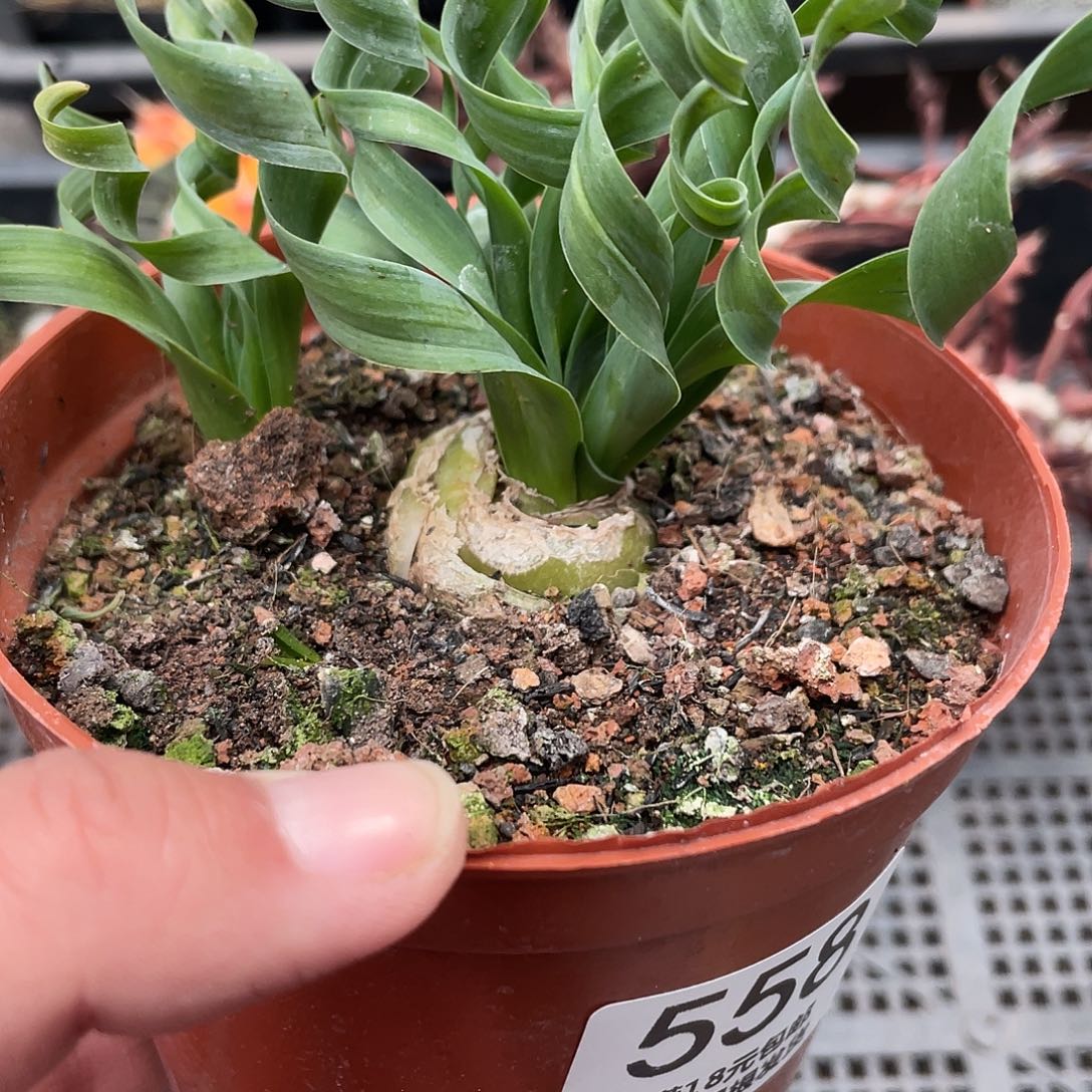 558宽叶弹簧草（满18元吧啦包邮）