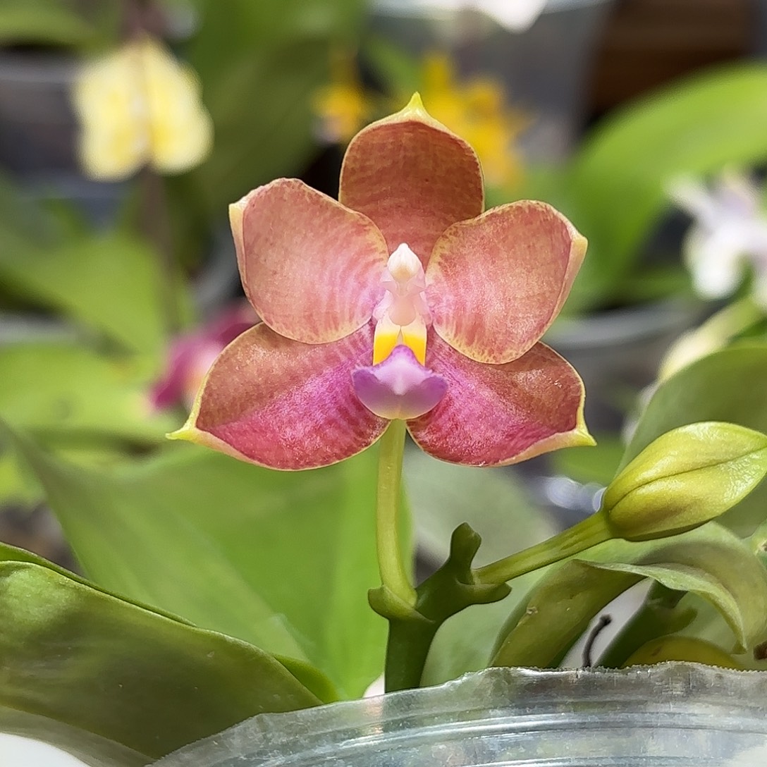 大部分花苞少量开放