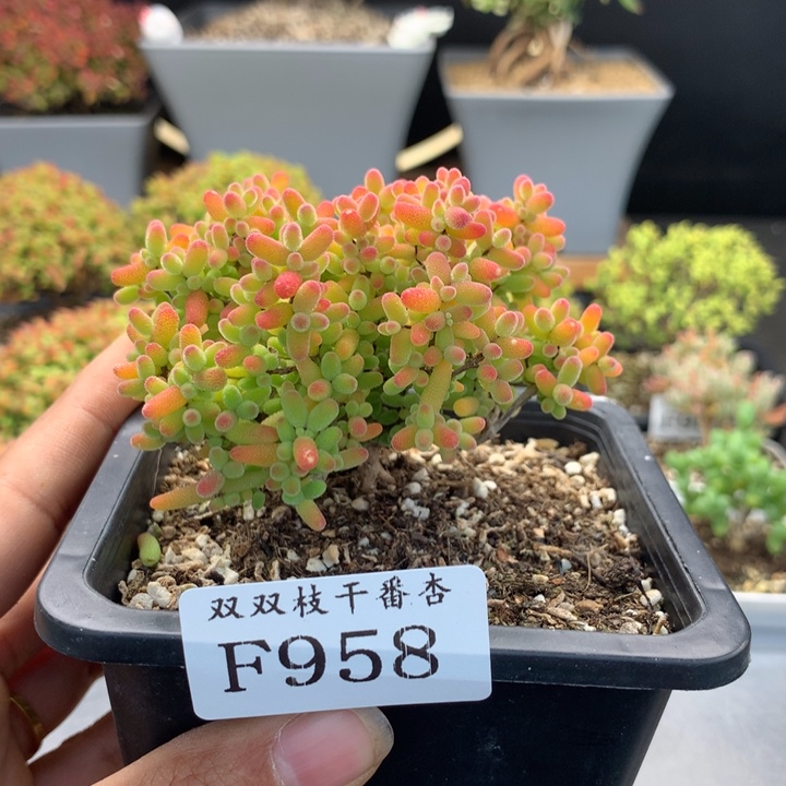 乐***飞958橘子糖                   