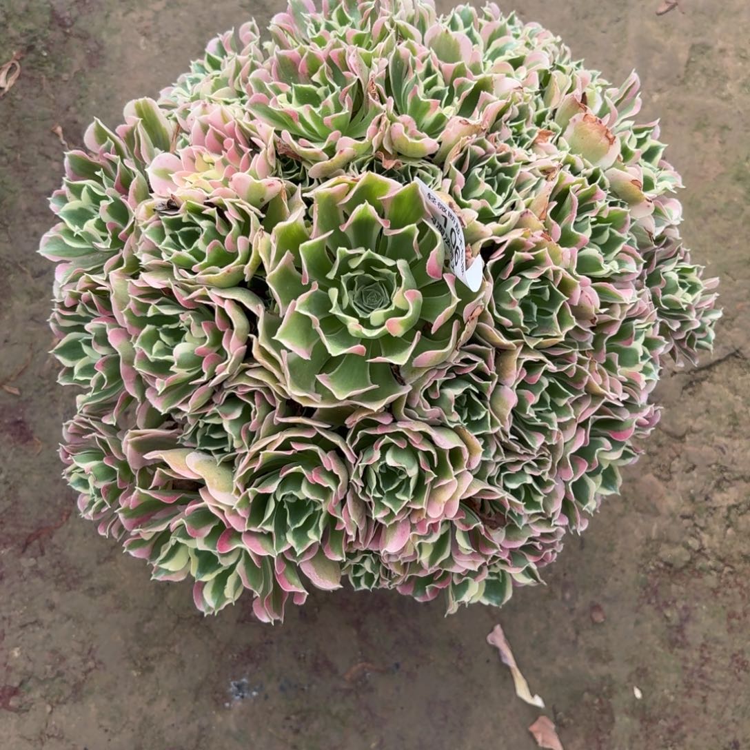 106雨花石多肉植物法师
