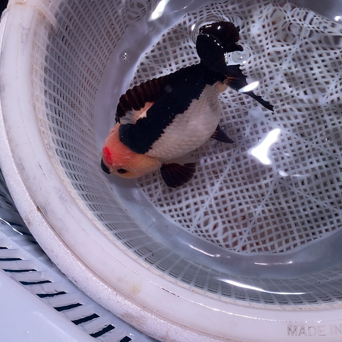 所***思海水鱼玛丽1条鱼鱼