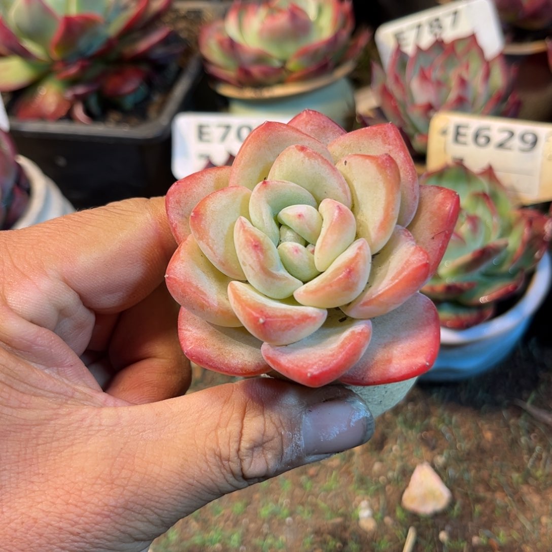 奶油泡芙多肉植物