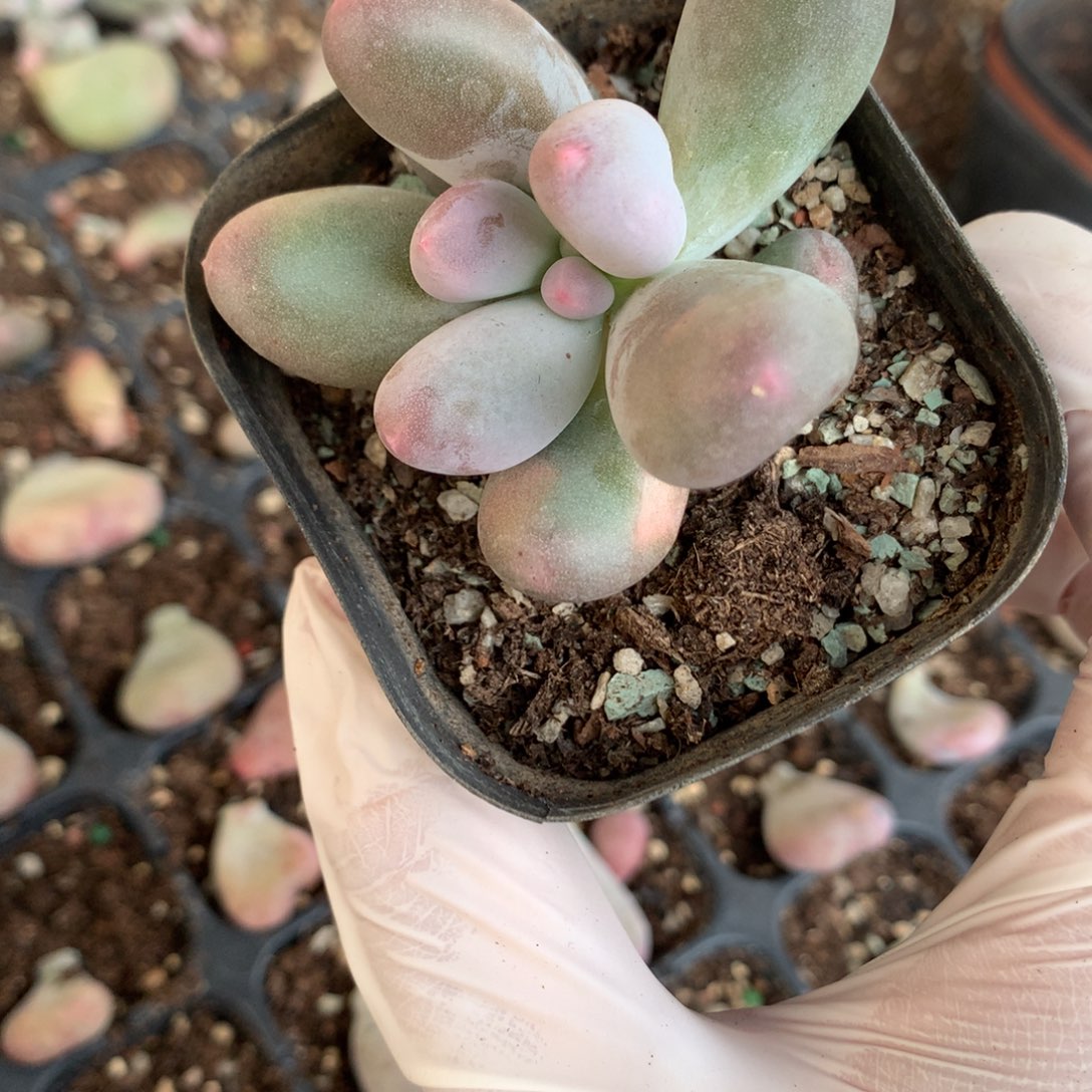 米可奶酪多肉米可奶。