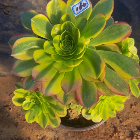 奶白多肉植物一物一拍160多肉