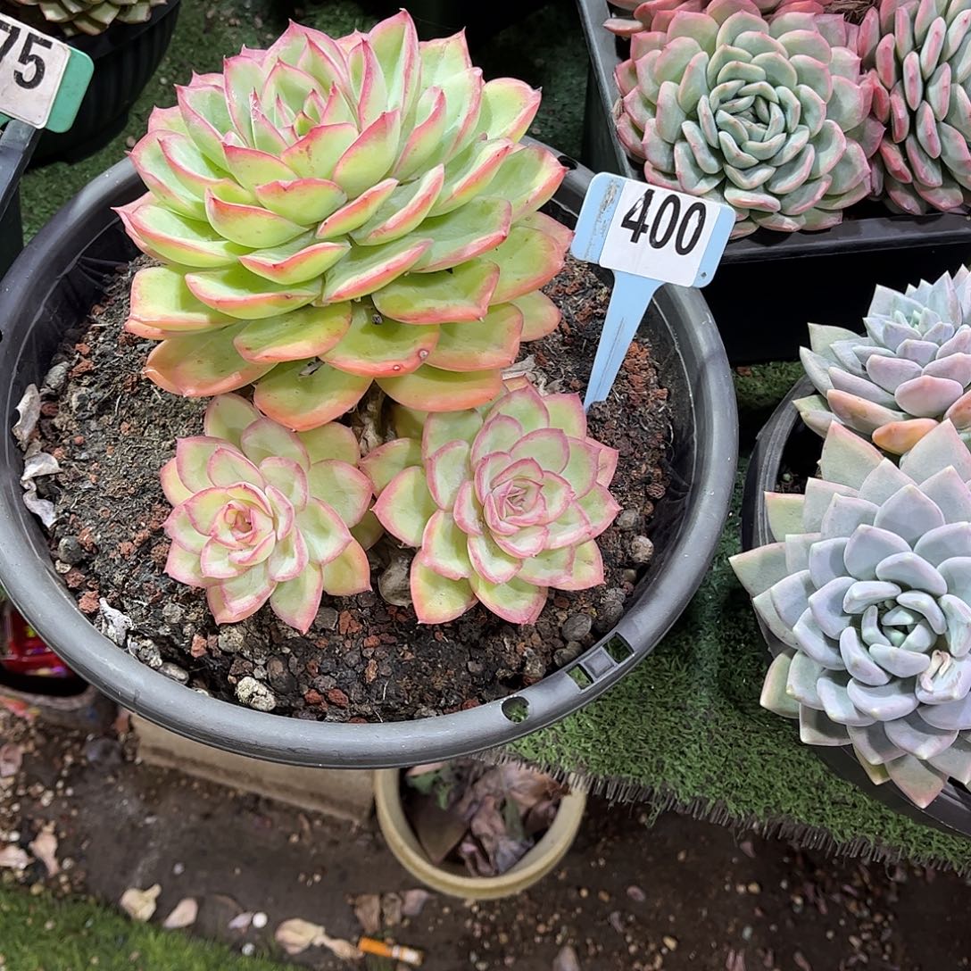 执****橙露多肉植物保护