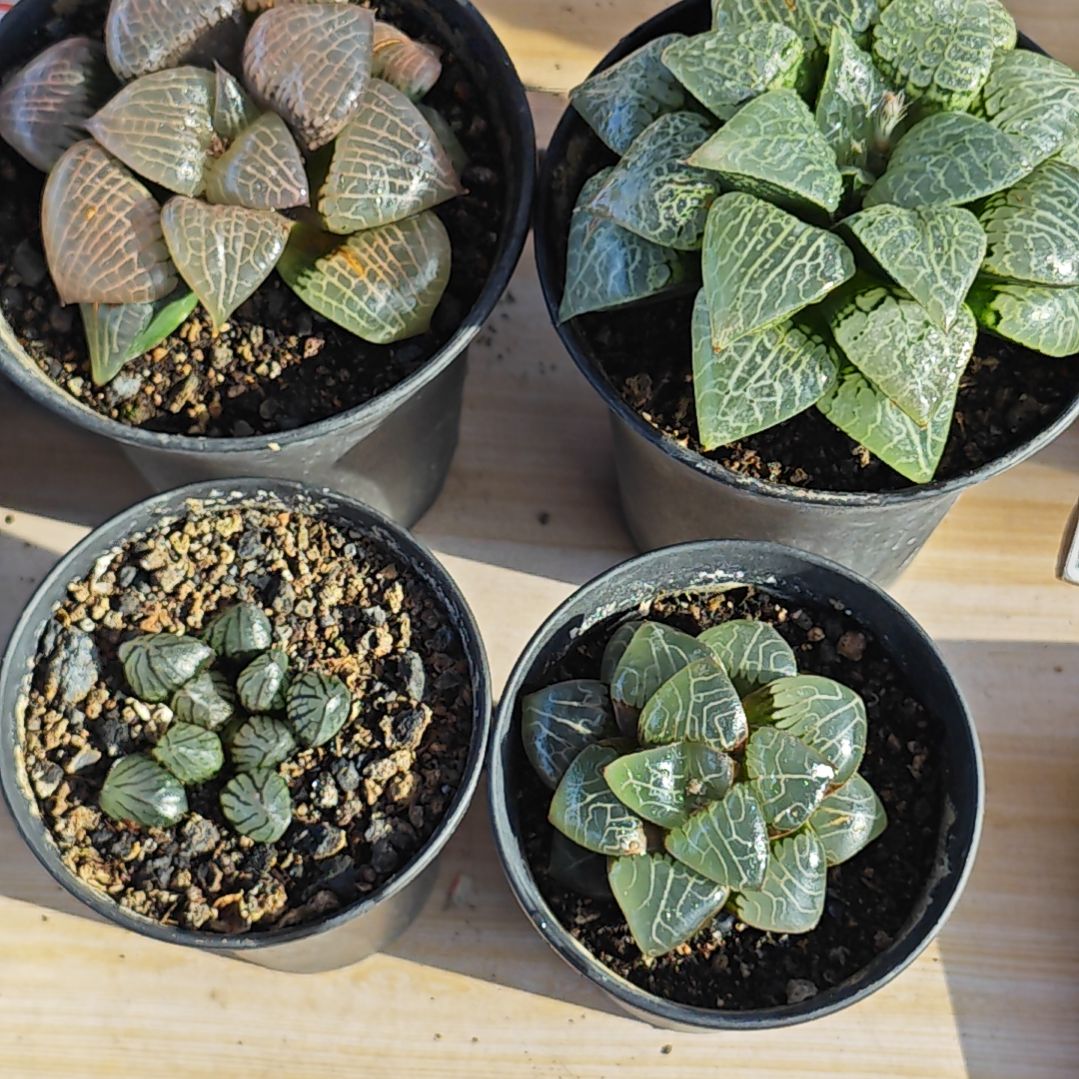 4克多肉植物原盆土