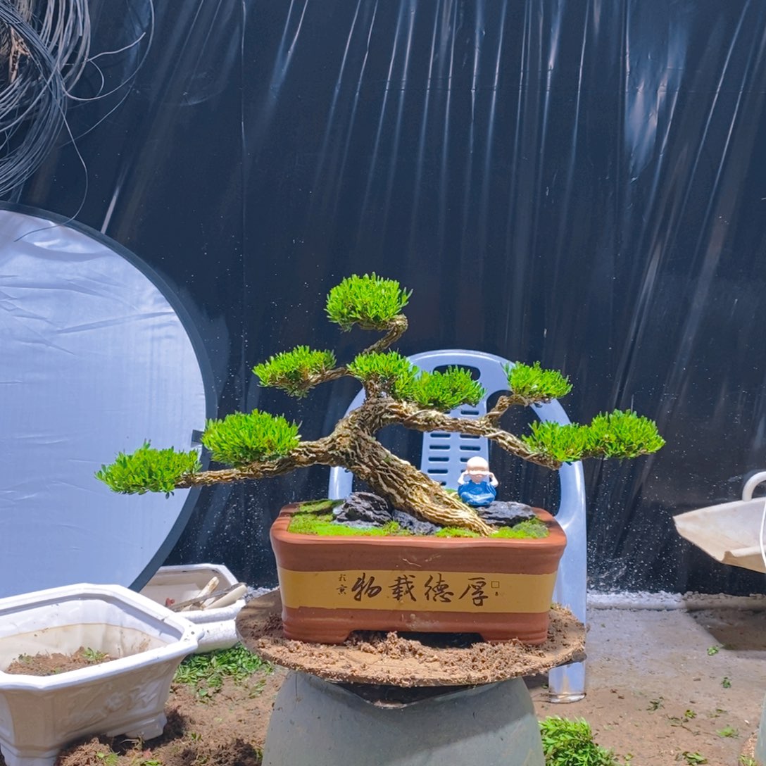 绿植黄杨盆景雀舌软枝盆景
