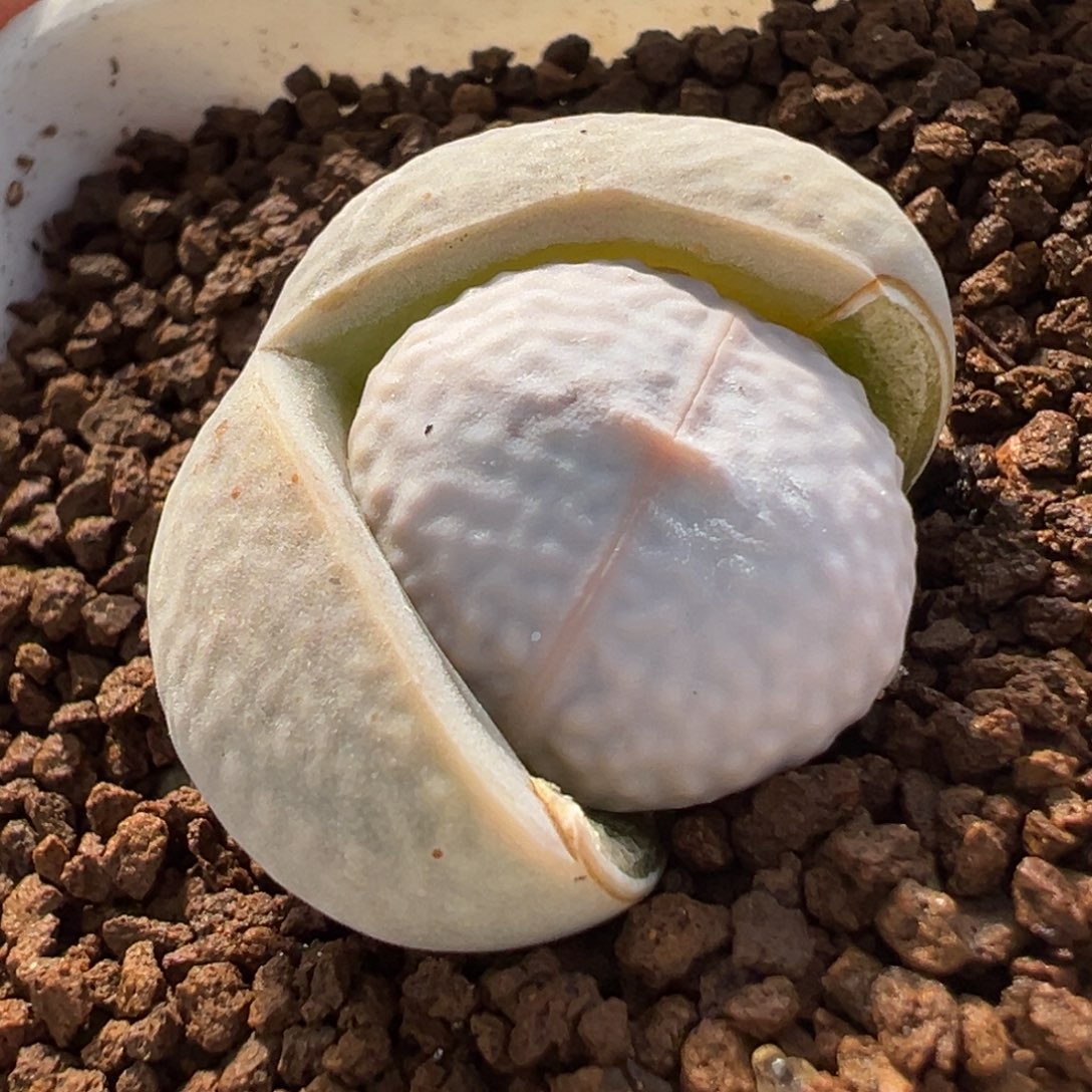 181多肉植物种类多样