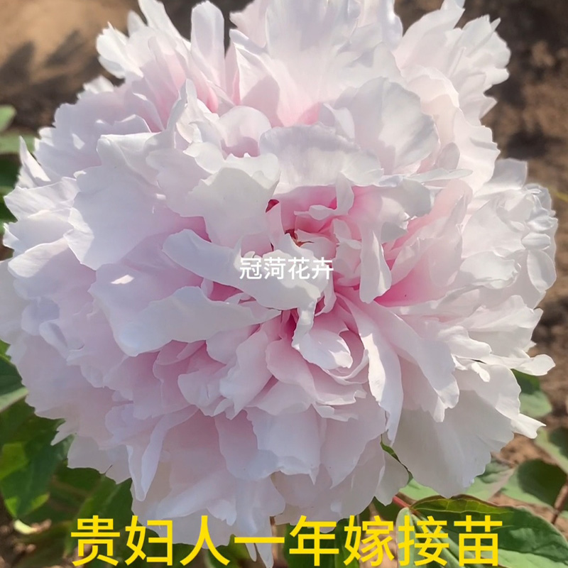 【贵妇人】日系牡丹花苗芍药根嫁接苗