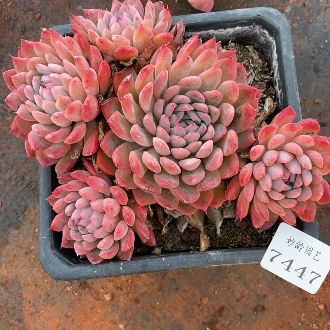 7447杂交多肉老桩