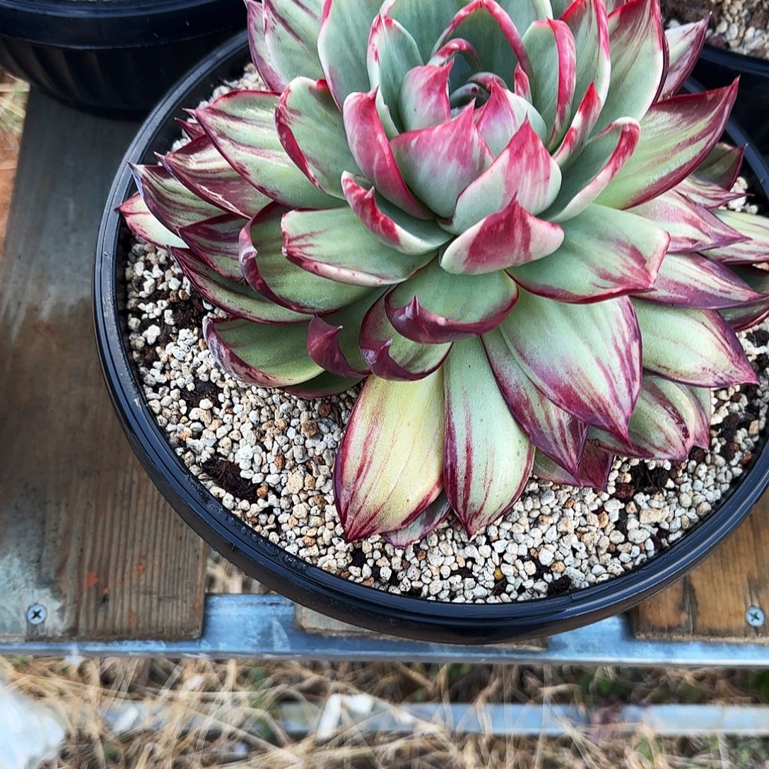 回***香无花朵惊鸿仙子24公分