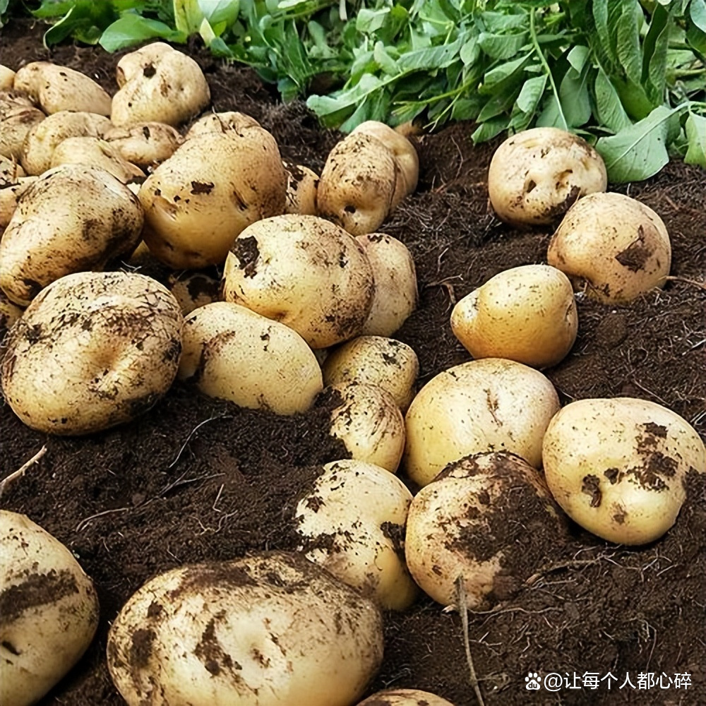 贵州高山农家自种新鲜现挖现发土豆马铃薯洋芋
